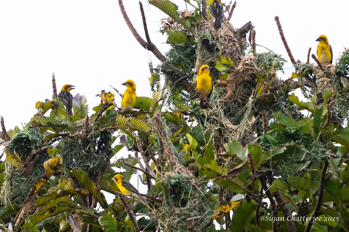 Chandra Mohan Patowary (@cmpatowary) on Twitter photo Delighted to share that the endangered Finn’s Weaver (Ploceus megarhynchus), locally known as tukura chorai (তুকুৰা চৰাই), is successfully breeding in <a href="/kaziranga_/">Kaziranga National Park & Tiger Reserve</a>!
This remarkable bird, A LIFER for birdwatchers! is also a master nest-builder atop trees, is a vital indicator of Delighted to share that the endangered Finn’s Weaver (Ploceus megarhynchus), locally known as tukura chorai (তুকুৰা চৰাই), is successfully breeding in <a href="/kaziranga_/">Kaziranga National Park & Tiger Reserve</a>!
This remarkable bird, A LIFER for birdwatchers! is also a master nest-builder atop trees, is a vital indicator of