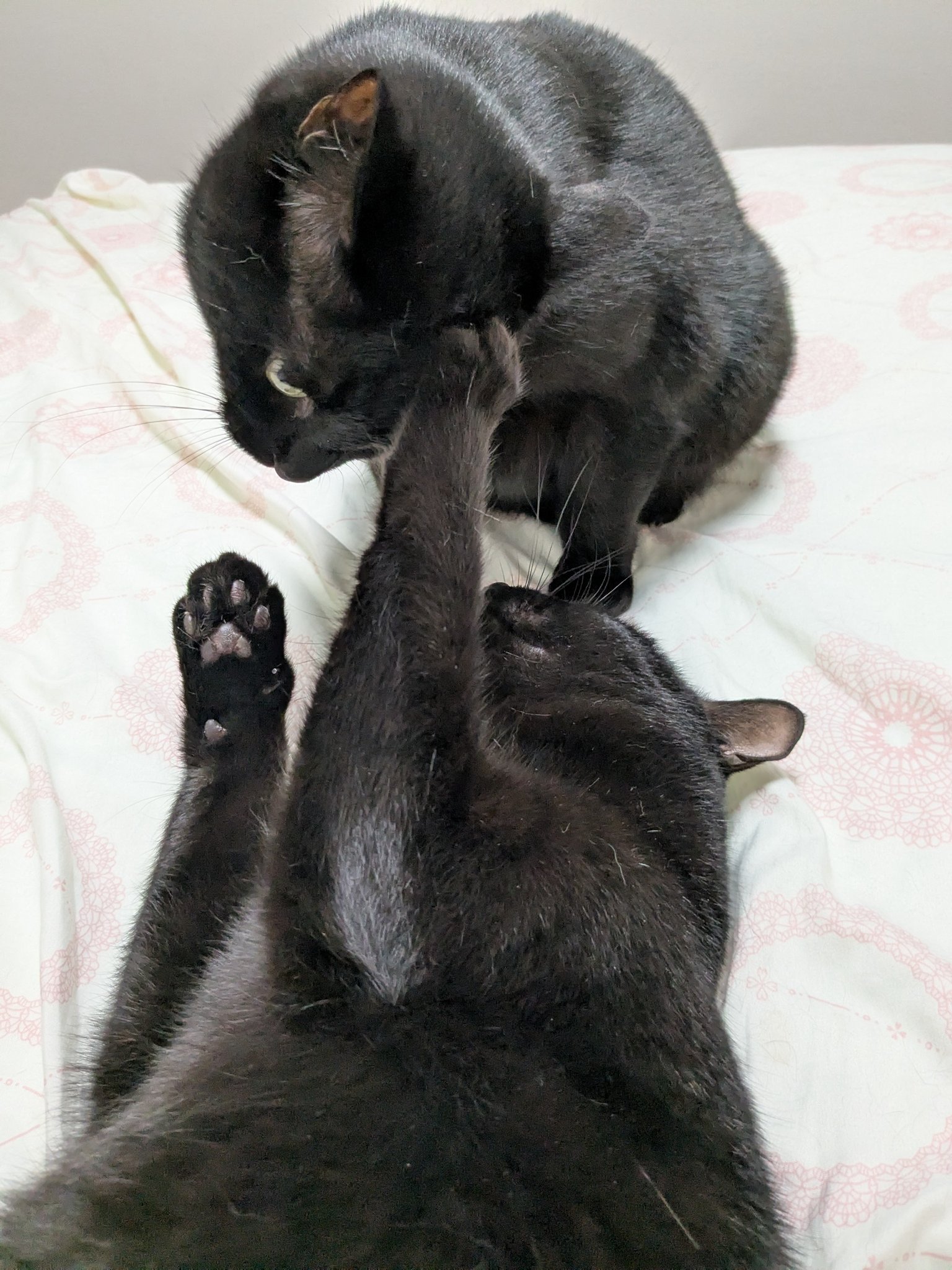 くろねこページ② 黒猫つくねちゃん太しっぽ on X: 