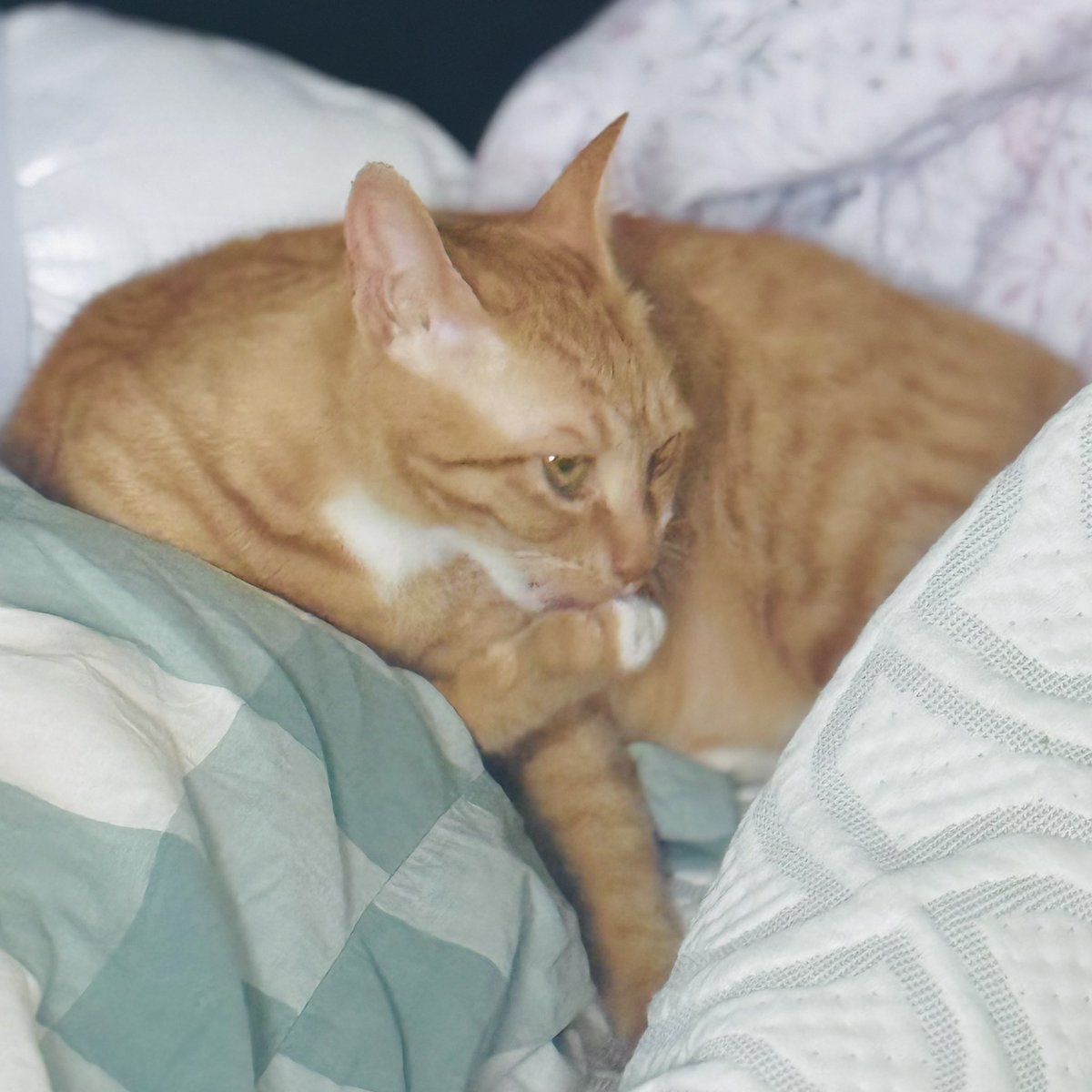 📒임보 124일차 - 엉니꺼 내꺼, 모찌꺼는 모찌꺼

보란듯이 앞에서 내 구역 장악하는 모찌😅
전에는 저러고 있다가 도망치더니
오늘은 아주 꼼꼼히 그루밍을 하며
유유히 사라졌어요.