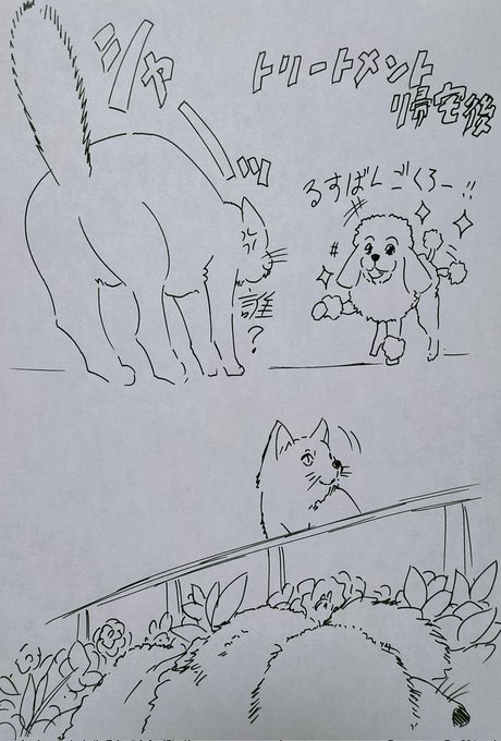 一緒にいた時 若い猫があとから元気に振り回してたけど 出棺前に覗き込んでた顔をこちらに向けてニャー…と訴えかけるようなあの鳴き声が