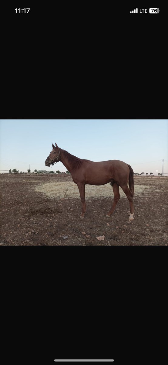 Mükemmel eşgali ve orjiniyle Gümbürgümbür-Ateşadası erkek 1.5 yaşında satılık