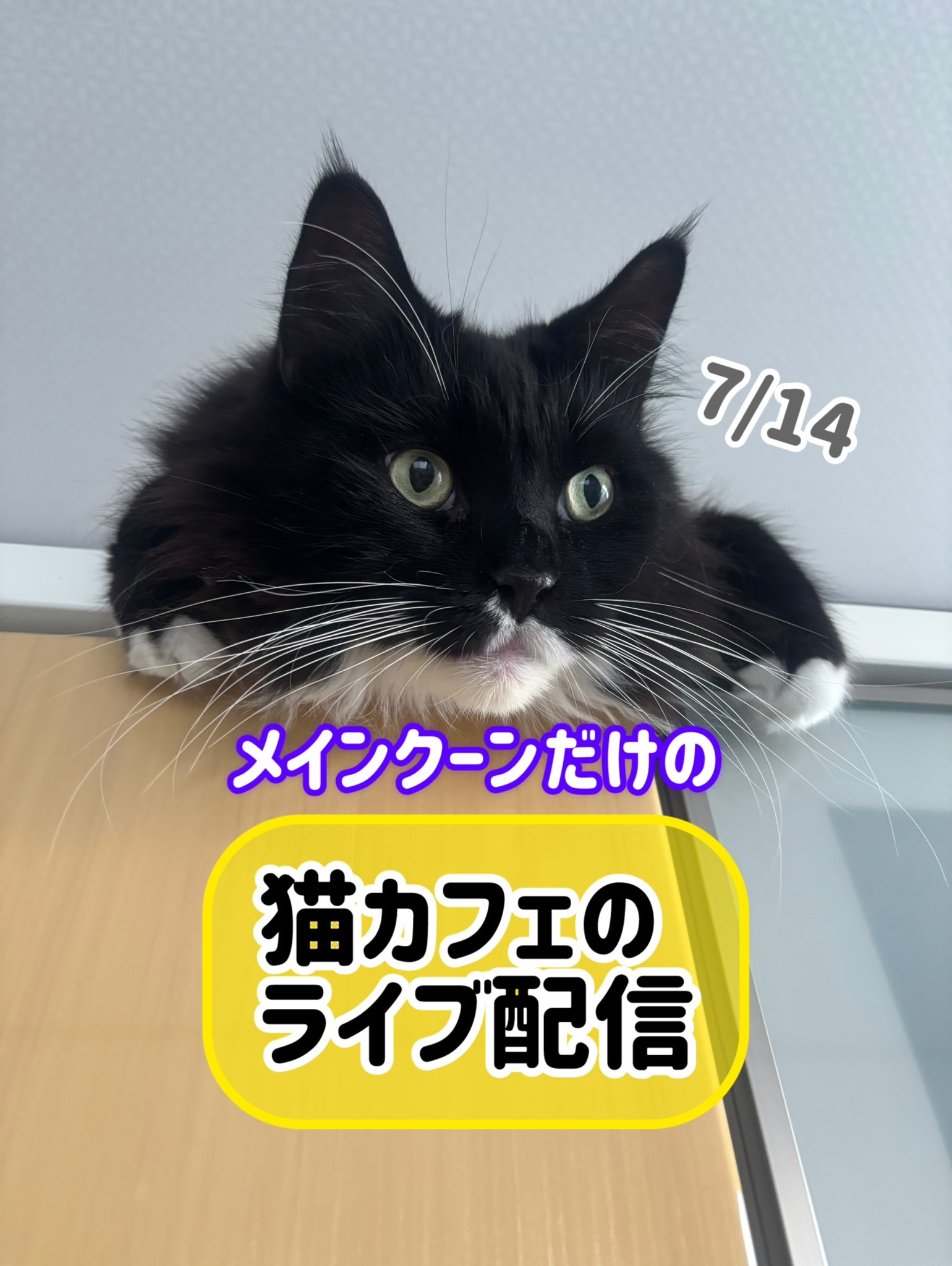 猫カフェ mof.mof on X: 