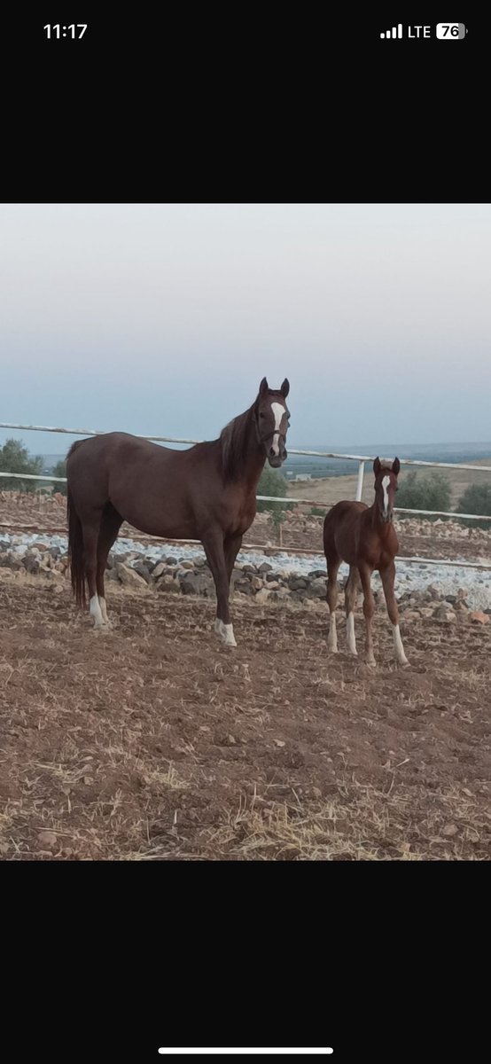 Ateşadası yanında gümbürgümbür dişi tayı ile birlikte bay emirden gebe satılık