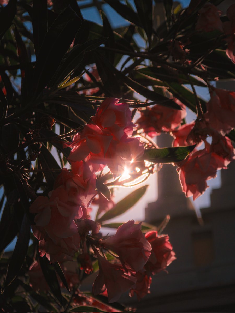 GiglioMattia's tweet image. 24mp mode expertraw ( 2nd auto jpeg )
Samsung Galaxy S25 Ultra Edited In Lightroom #ShotOnSnapdragon #withGalaxy