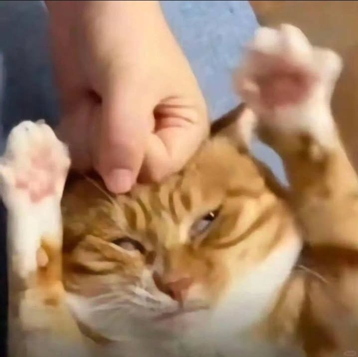 Knut Nibbler (slightly peatarded) 🇸🇪🐓🥒👨‍🌾 tweet media