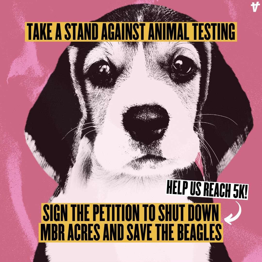 AnimalRising's tweet image. We're almost at 5K! Sign & share the petition to create a kinder future, free from testing on animals: act.animalrising.org/shut_down_mbr_… 🐶 #animaltesting #savethebeagles