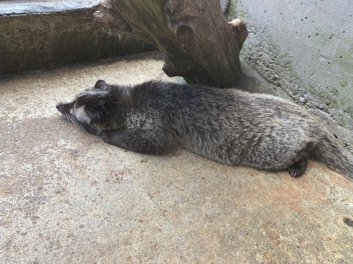 kahoku_zoo's tweet image. 今日も1日、お疲れ様でした〰️😌🌆🦡 #癒し #お疲れ様でした #河北町児童動物園