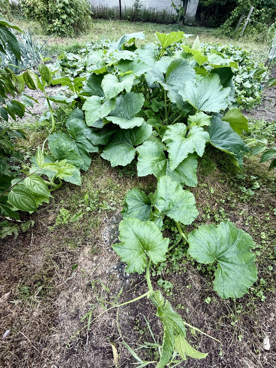 Ta dynia 🎃 to jakąś inwazję chyba planuje