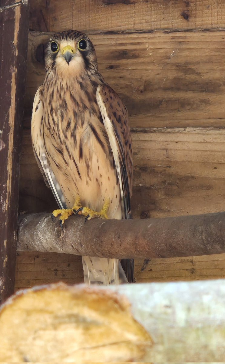 MonkeyIOW's tweet image. 🪶 Kestrel Rescue 🪶
This beauty was found grounded & unable to fly. 😢
No injuries, just underweight & in need of TLC. 💛
After just over a week of care, it's gaining strength & nearly ready to soar again. 🐦⬛💪
Watch this space. ❤️
#Kestrel #BackToTheWild #isleofwight
