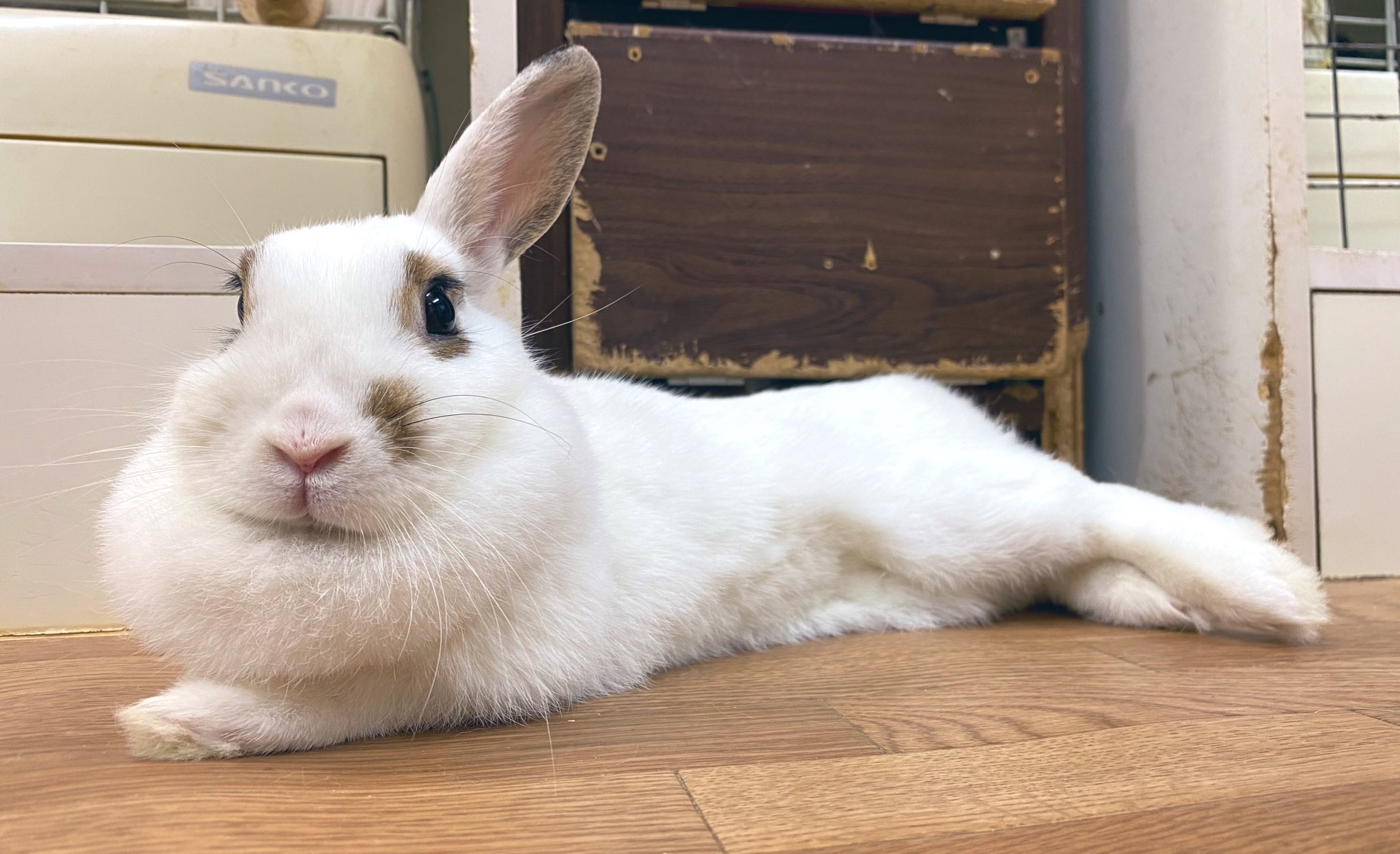 うさぎカフェ うさびび on X: 