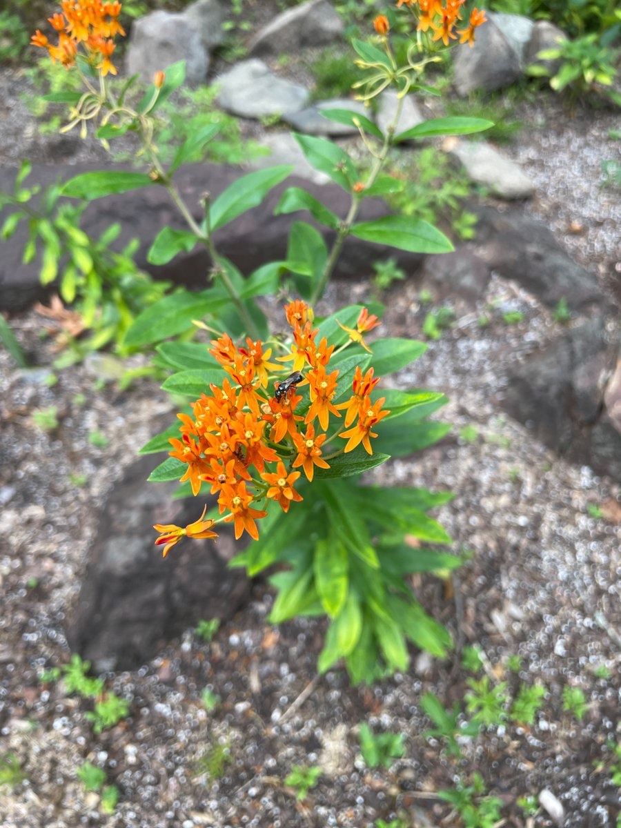 CaitlinHoe62870's tweet image. I saw a swallowtail in the schoolyard last week. 🦋

#milkweed
#pollinator 
#GardeningX