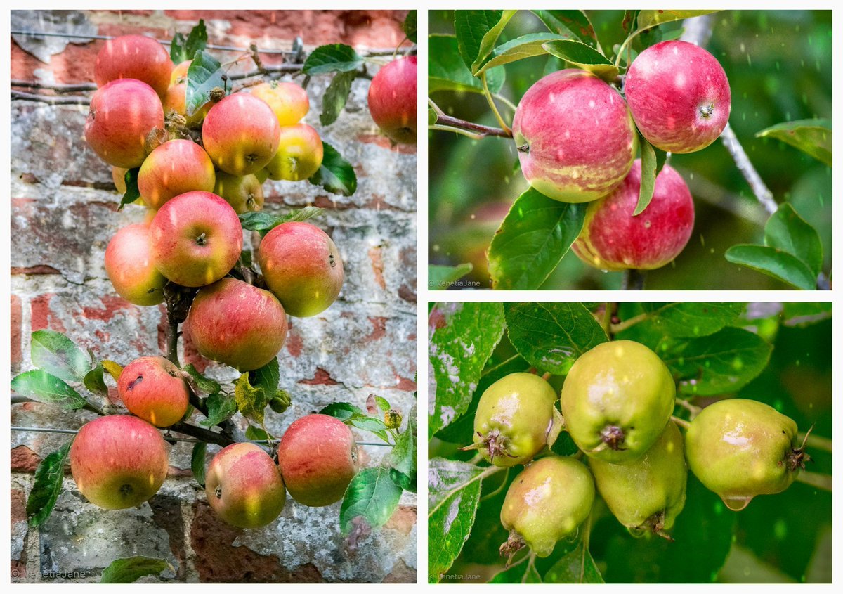 VenetiaJane's tweet image. In England’s apple-growing regions, rain on St. Swithin’s Day (15th July) was said to be the saint ‘christening’ the apples. Far from a curse, wet weather on this day was a blessing, an omen of a bountiful harvest and trees heavily laden with fruit come autumn. #folklore #history