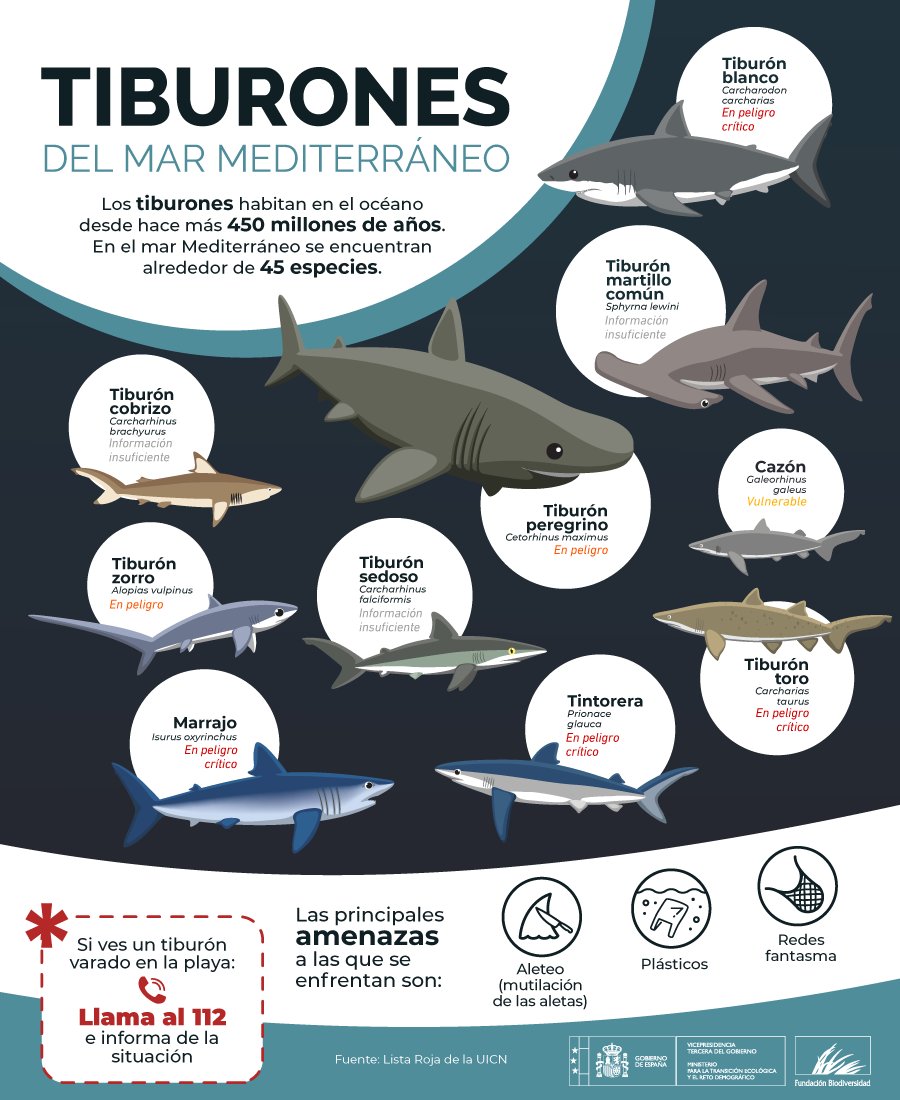 En el Mediterráneo habitan al rededor de 45 especies de tiburón, esenciales para la salud de los ecosistemas marinos.

⚠️ Más de la mitad están amenazadas de extinción.

#DíainternacionaldelosTiburones
