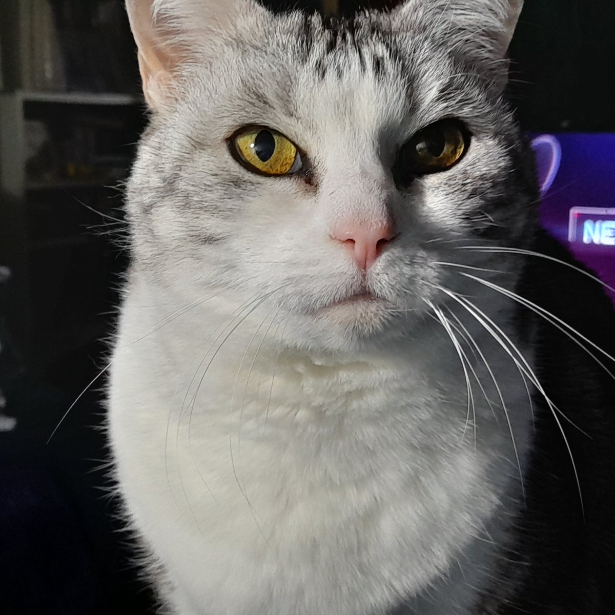 wombatwalking's tweet image. Diary of a cat servant: Because Wednesdays are dedicated to wombats here you don't often to get to enjoy Ella's whiskers. Time to change that.