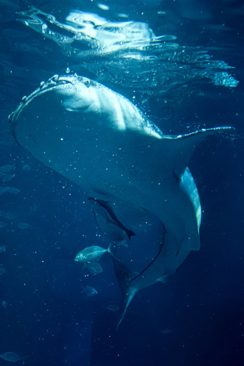 orca_hinata's tweet image. 海遊館のジンベエザメも大迫力！