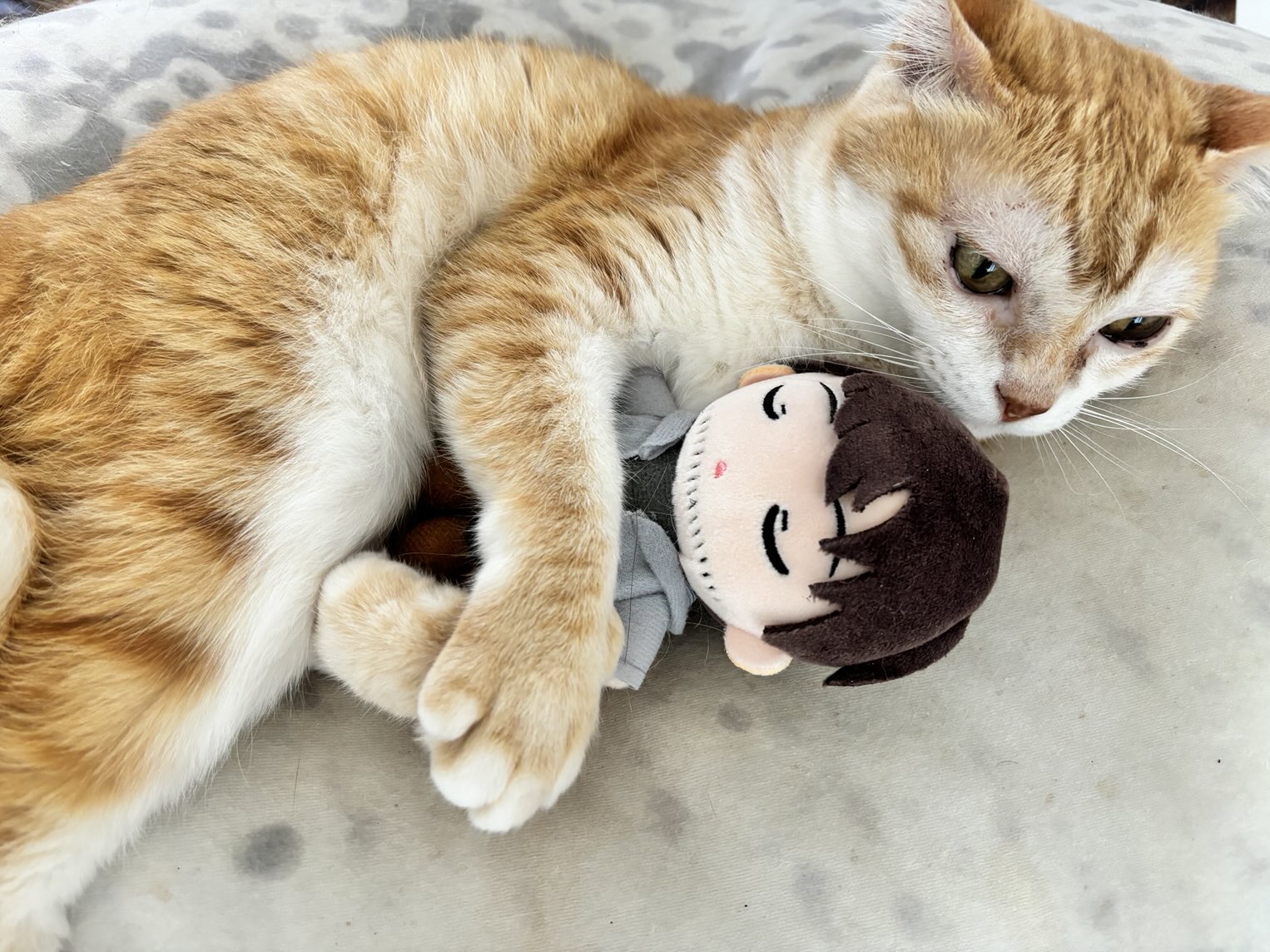 ねこは※プロフィールご一読下さい※ はつか🐱📡修羅場中 on X: 