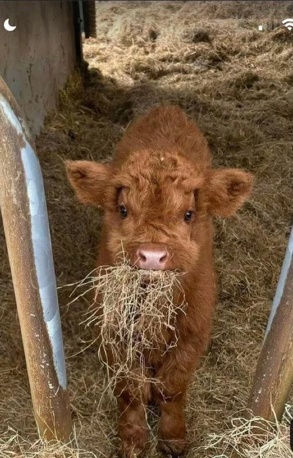 why you should have an animal (@shouldhaveanima) on Twitter photo 