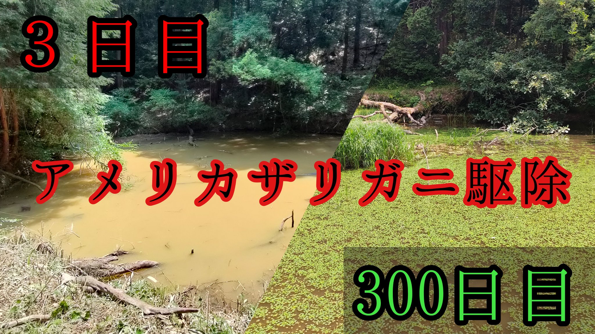 ザリガニページです。 素人が作ったお魚図鑑｜節足動物門軟甲綱ホンエビ上目十脚目