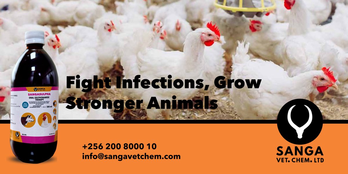 sangavetchem's tweet image. Whether you're raising chicks or calves, keeping young stock healthy is key to farm success.
SANGASULPHA is a fast-acting, broad-spectrum antimicrobial designed to treat common infections like diarrhoea and respiratory illness in poultry, lambs, kids, rabbits, and calves. It's…