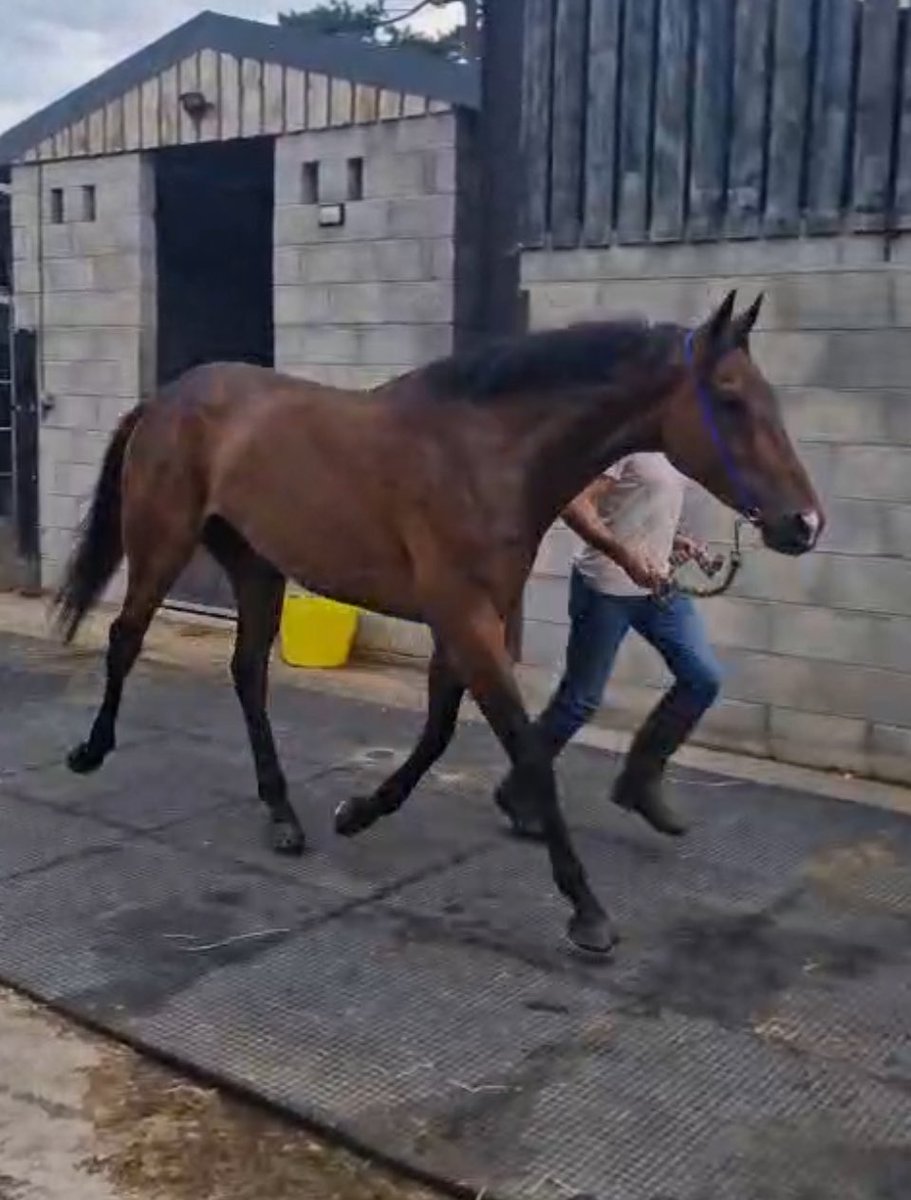 Dino Bellagio has jogged up sound this morning!! His win yesterday was a well executed plan - now to fashion another one!! #reachesfortheprogrammebook