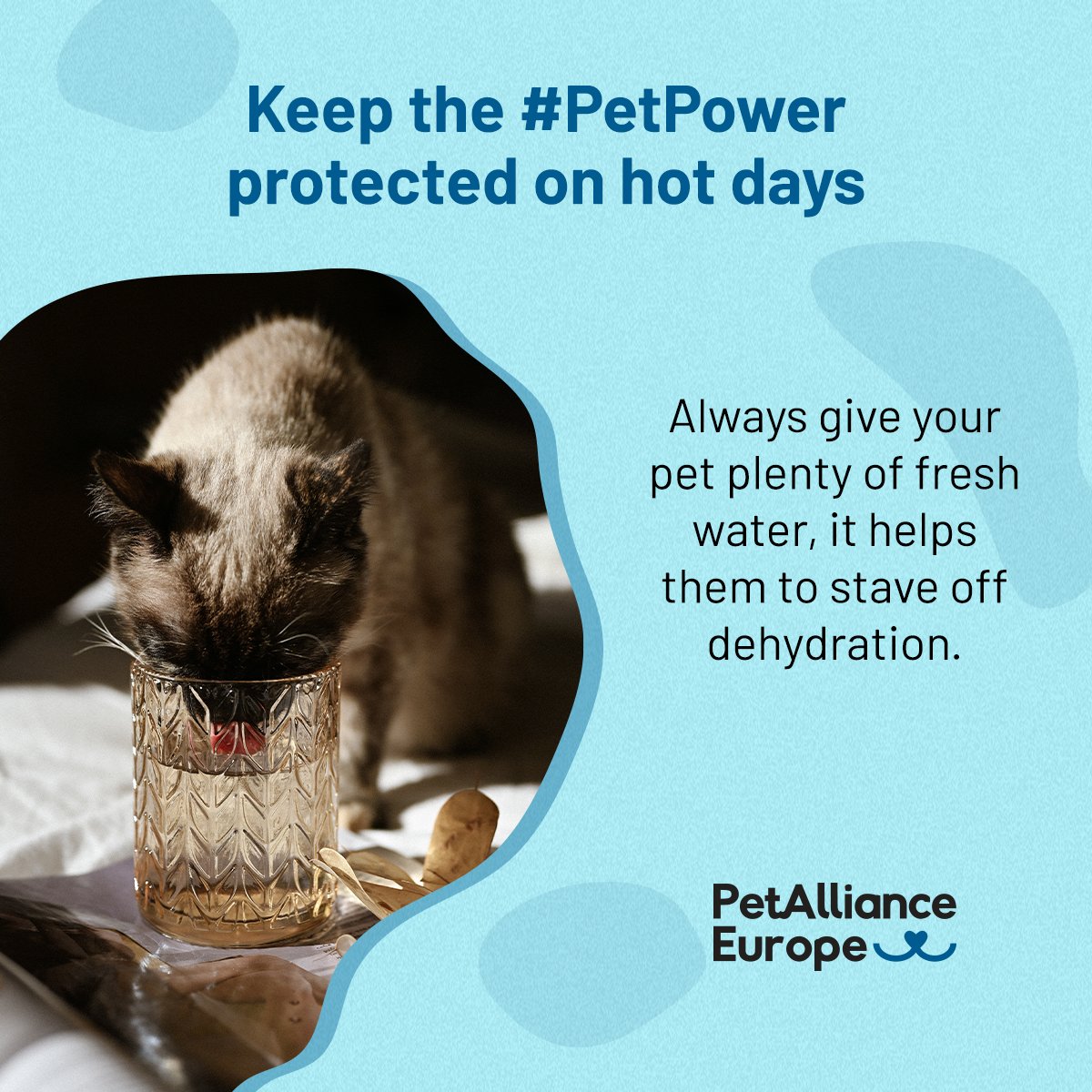 PetPowerEU's tweet image. 🧼 When did you last give your pet’s water bowl a proper clean?
☀️ Warmer months = 🥤thirstier pets
➡️So don’t forget to keep their water bowls clean and filled with fresh water!