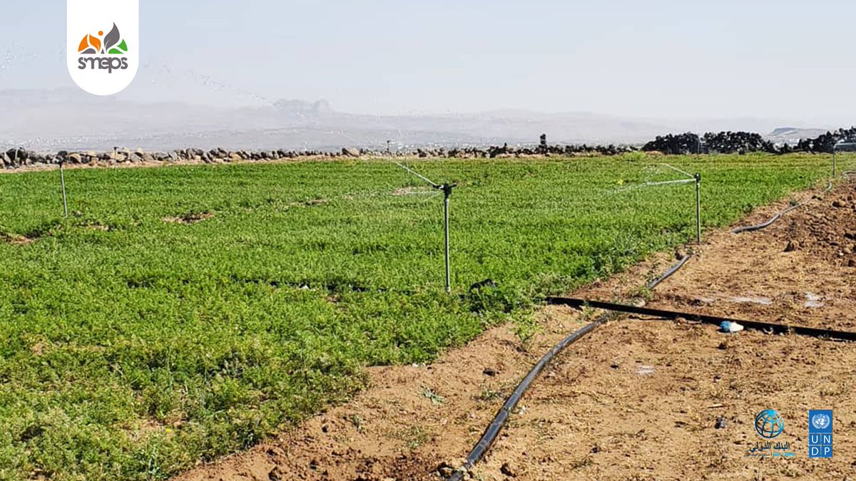 SMEPSYEMEN's tweet image. Boosting Farm Productivity! 🌱↗
🌱 In #Hamdan – #Sana’a, 60 farmers adopted modern agri methods: sprinkler & drip irrigation + new crops 🥕
💧 Save water
💰 Cut costs
🛡️ Reduce pests
#ESPECRP
@UNDPYemen
@WorldBankMENA