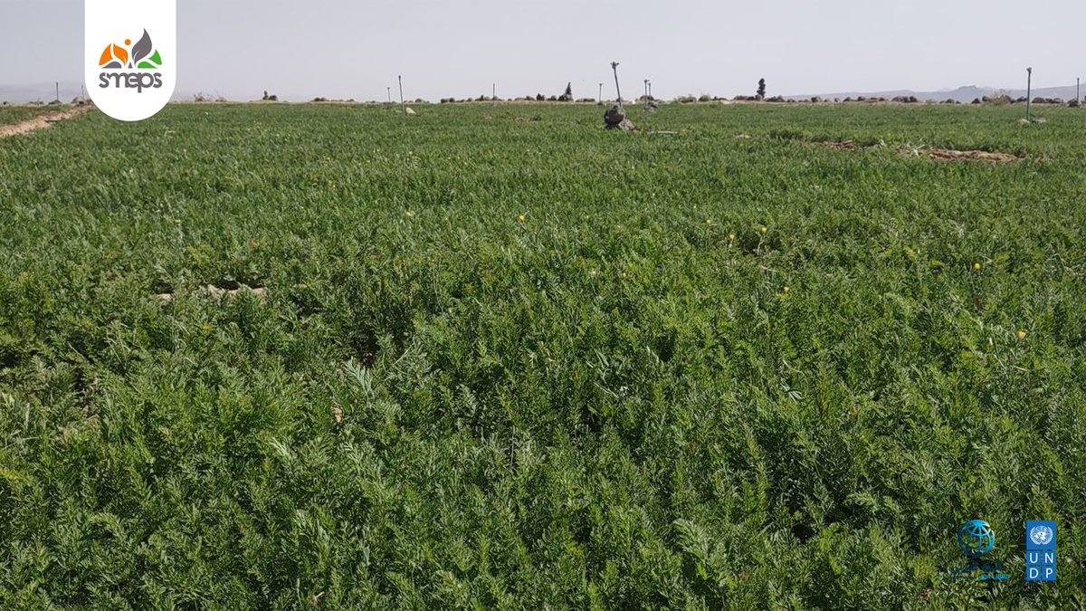 SMEPSYEMEN's tweet image. Boosting Farm Productivity! 🌱↗
🌱 In #Hamdan – #Sana’a, 60 farmers adopted modern agri methods: sprinkler & drip irrigation + new crops 🥕
💧 Save water
💰 Cut costs
🛡️ Reduce pests
#ESPECRP
@UNDPYemen
@WorldBankMENA