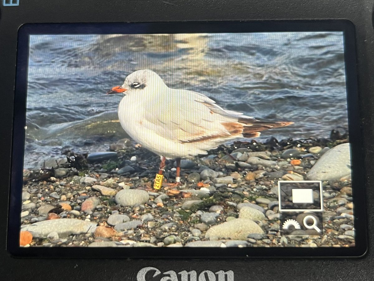 marcbuzzard's tweet image. A super-flock of 21 Common Sandpipers in Aberystwyth Harbour this morning making an amazing soundscape as they flew around chasing each other. Eight close Med Gulls; 7 adult summer birds and a Dutch/ Belgium ringed 1st summer. Also several hundred Manx Shearwaters offshore ☺️👍🏴