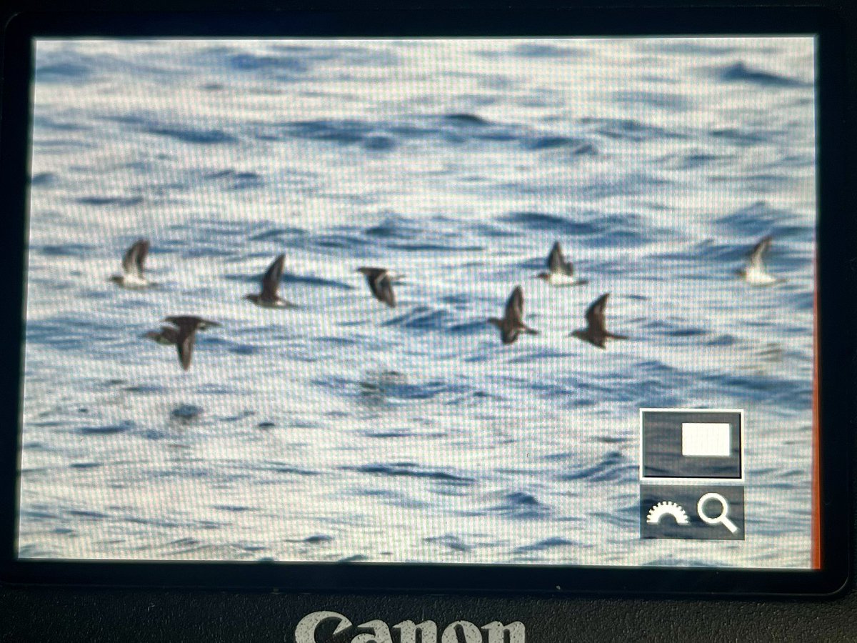 marcbuzzard's tweet image. A super-flock of 21 Common Sandpipers in Aberystwyth Harbour this morning making an amazing soundscape as they flew around chasing each other. Eight close Med Gulls; 7 adult summer birds and a Dutch/ Belgium ringed 1st summer. Also several hundred Manx Shearwaters offshore ☺️👍🏴