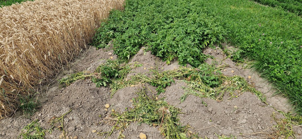 Joost Rijk (@rijkjoost) on Twitter photo Een vriendelijk verzoek aan de mensen die ongevraagd een monster hebben genomen van de aardappels op de <a href="/BoerderijvandeT/">BoerderijvandeToekomst</a> of ze de resultaten kunnen delen 😅 Een vriendelijk verzoek aan de mensen die ongevraagd een monster hebben genomen van de aardappels op de <a href="/BoerderijvandeT/">BoerderijvandeToekomst</a> of ze de resultaten kunnen delen 😅