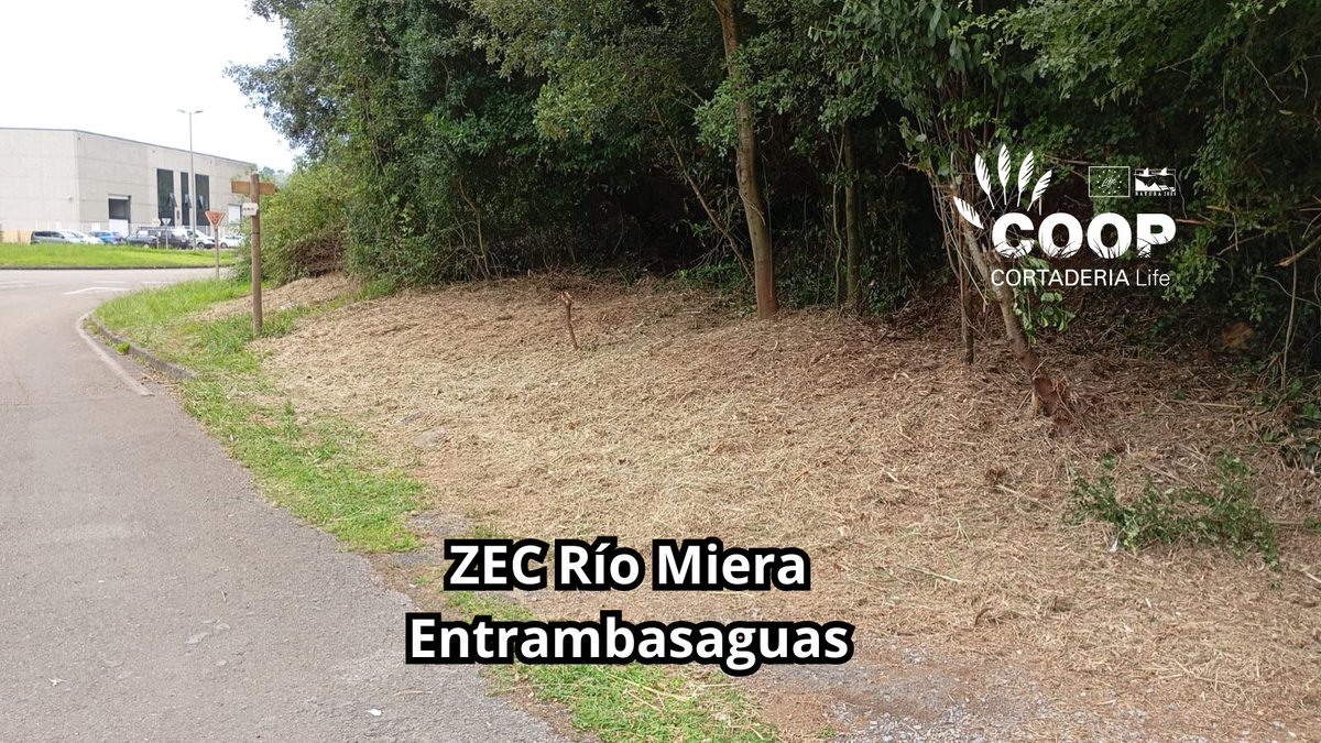 stopcortaderia's tweet image. Las cuadrillas #CoopCortaderia siguen a tope en la ZEC Río Miera (#Entrambasaguas), dándole caña a la invasora #Cortaderia
🌱 La flora local se despereza y la naturaleza🦋reconquista su espacio
💥 Donde había plumero, ahora hay posibilidades
Seguimos!
#Lifeprogramme #Lifeproject