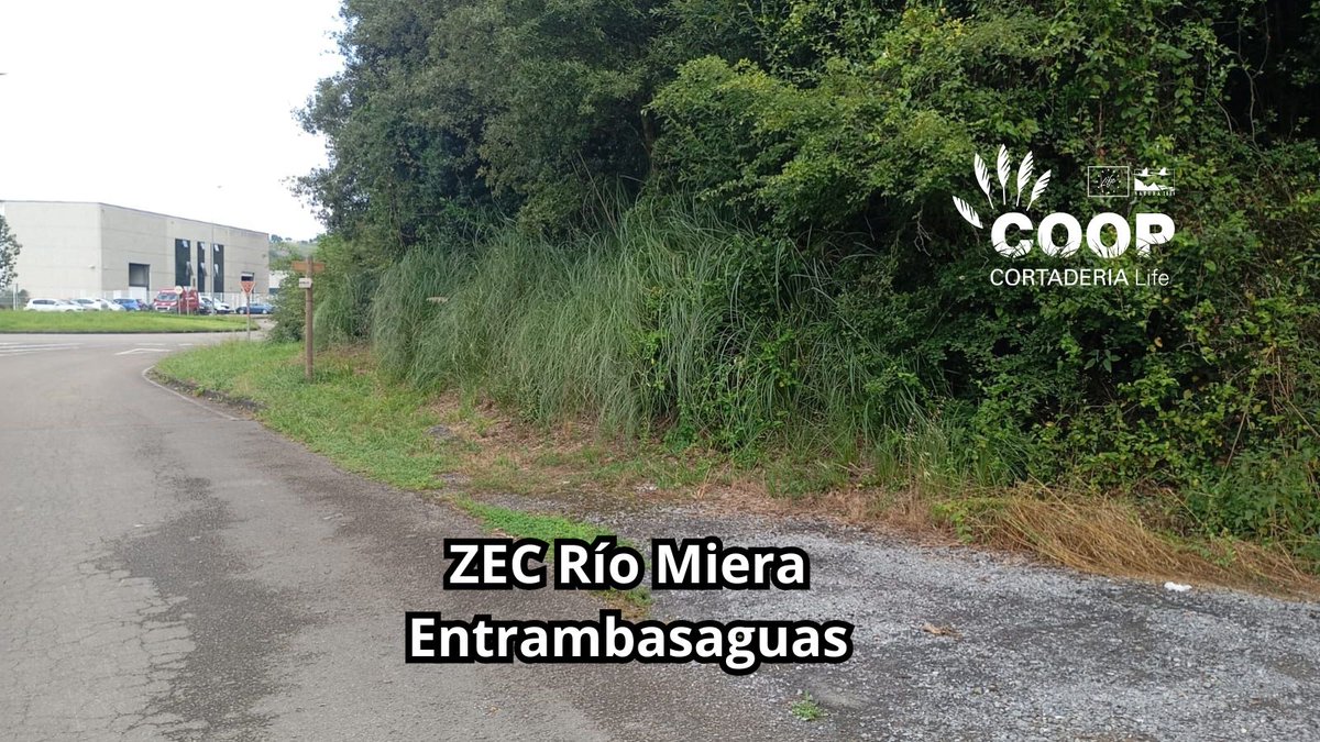stopcortaderia's tweet image. Las cuadrillas #CoopCortaderia siguen a tope en la ZEC Río Miera (#Entrambasaguas), dándole caña a la invasora #Cortaderia
🌱 La flora local se despereza y la naturaleza🦋reconquista su espacio
💥 Donde había plumero, ahora hay posibilidades
Seguimos!
#Lifeprogramme #Lifeproject