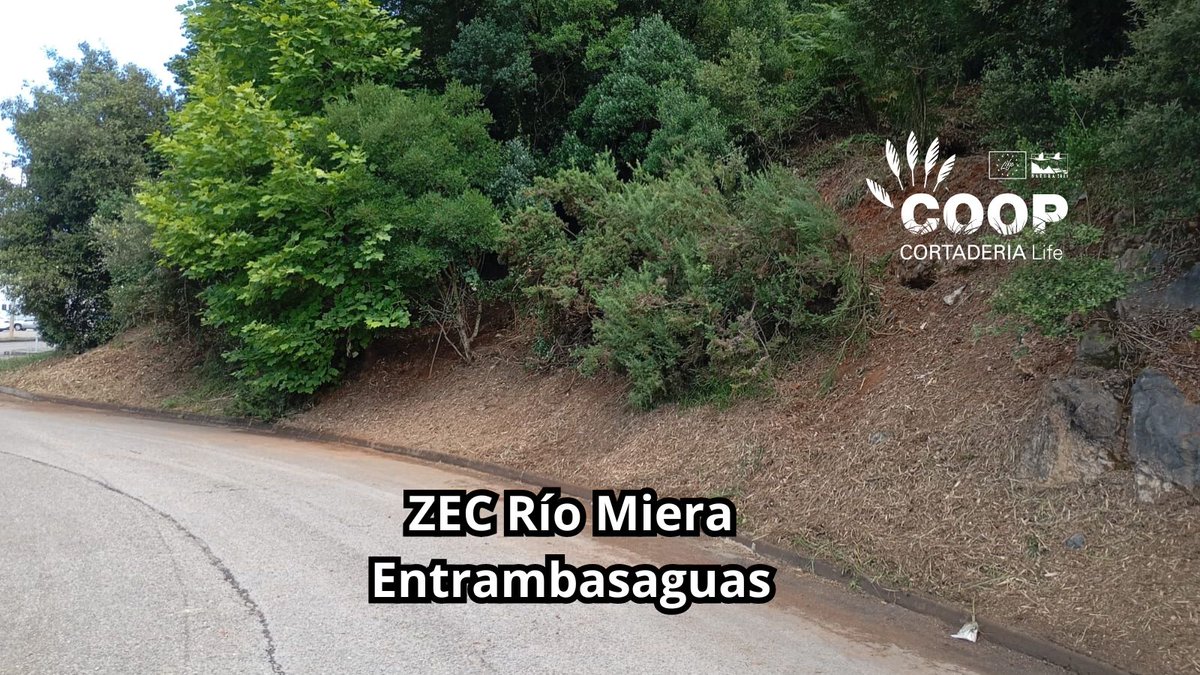 stopcortaderia's tweet image. Las cuadrillas #CoopCortaderia siguen a tope en la ZEC Río Miera (#Entrambasaguas), dándole caña a la invasora #Cortaderia
🌱 La flora local se despereza y la naturaleza🦋reconquista su espacio
💥 Donde había plumero, ahora hay posibilidades
Seguimos!
#Lifeprogramme #Lifeproject