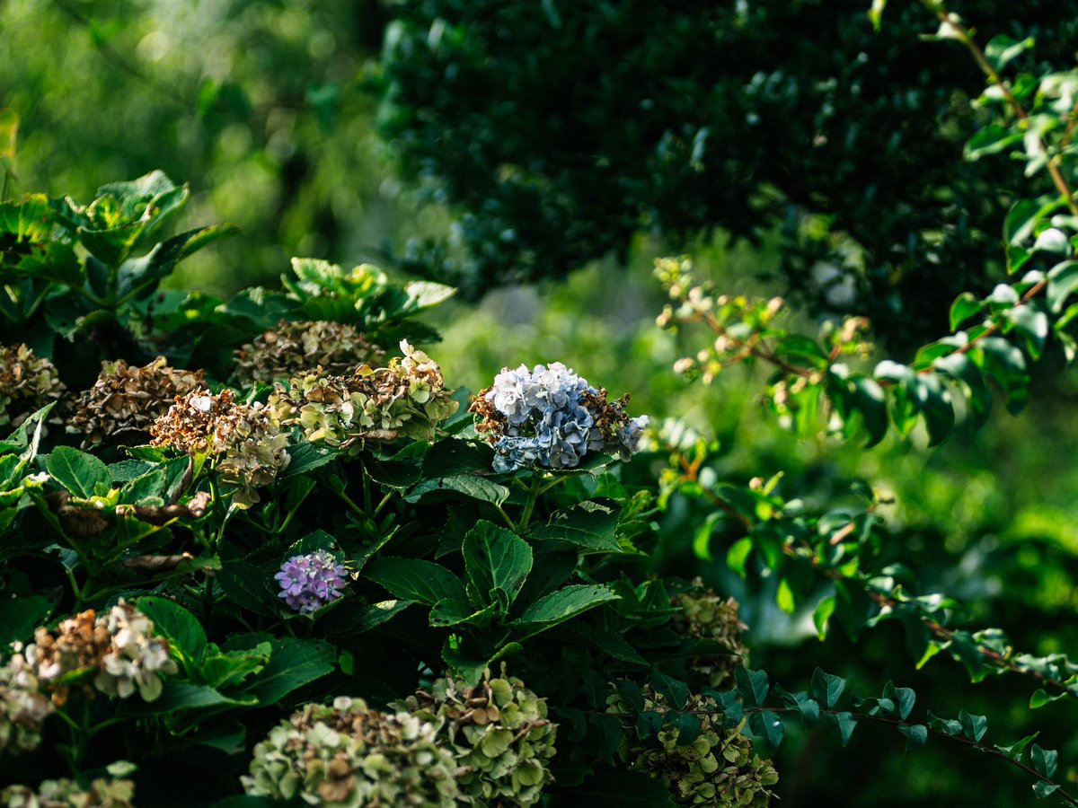 mame_mgo2's tweet image. 