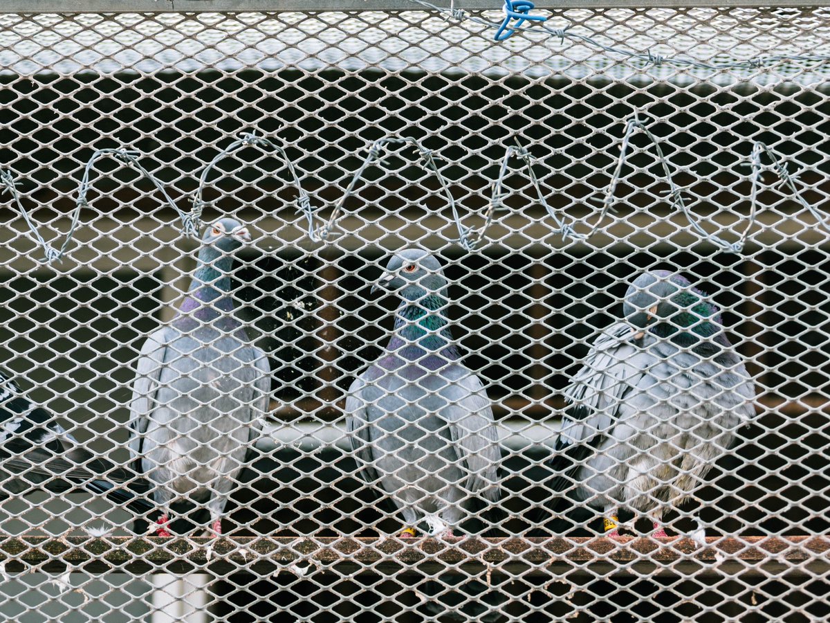 まめ (@mame_mgo2) on Twitter photo 