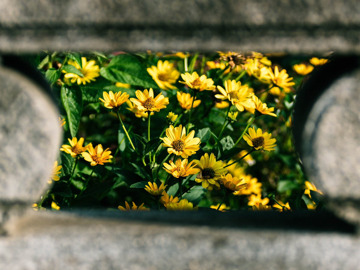 mame_mgo2's tweet image. 