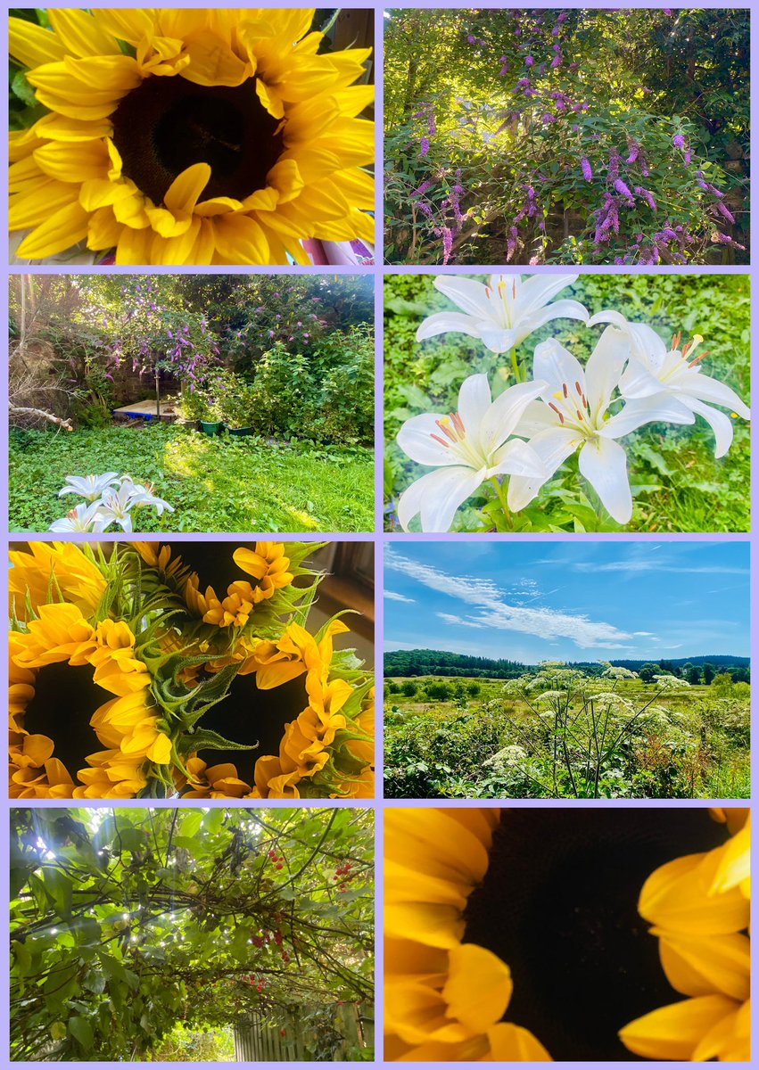 JudeMckerrecher's tweet image. #Tinymomentsofjoy🫶joyful places; wild flowers; bright sunflowers 🌻 for mum❤️🙏on this 4th anniversary day of her death; making cake for a friend; retreat day at KMC Edinburgh; thoughtful meal in lovely Thai Lemongrass; a garden mum saw promise in 🦋🌱bettymckerrecher.muchloved.com🕊️🪷