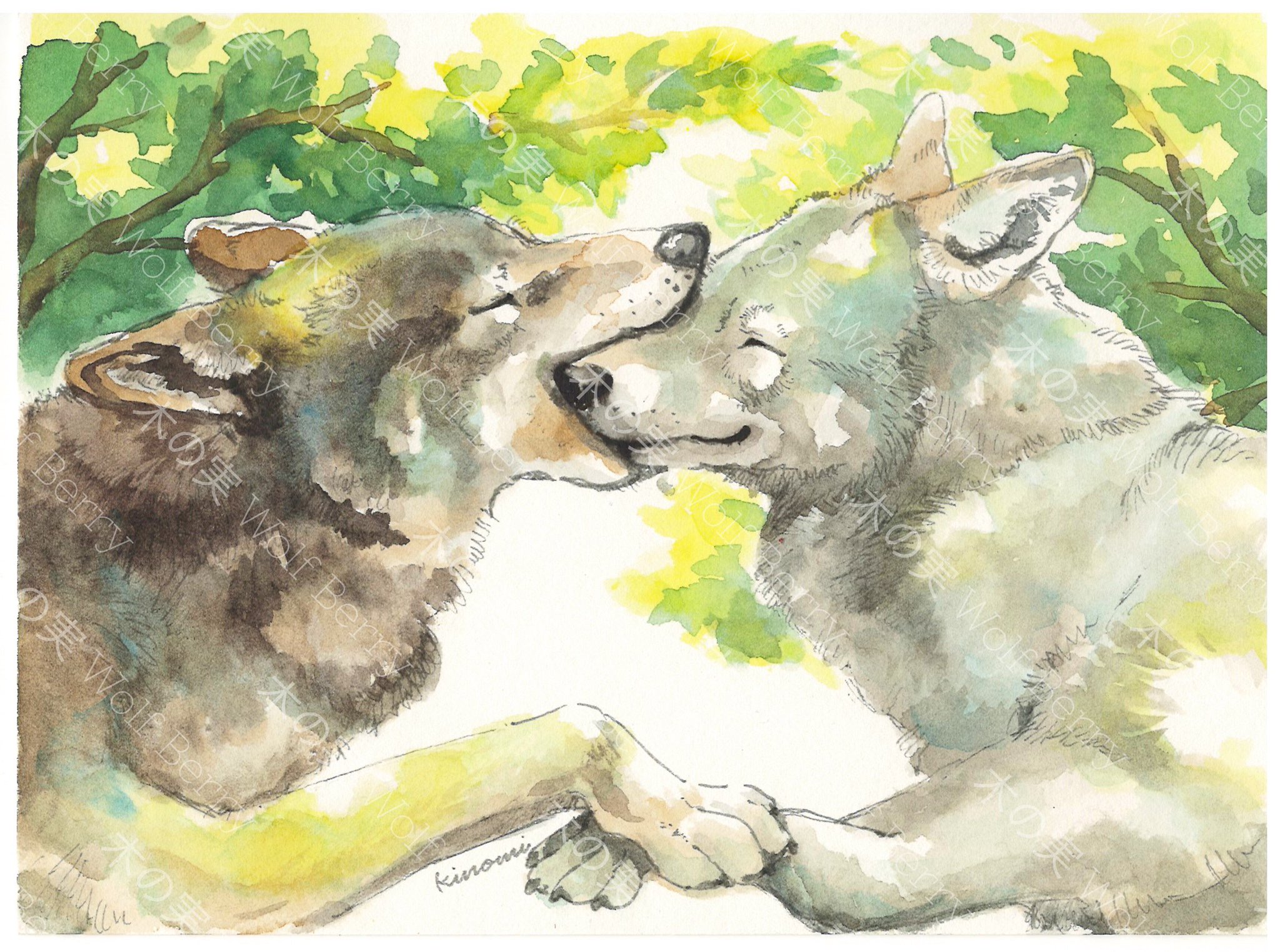 木の実 Wolf Berry on X: 