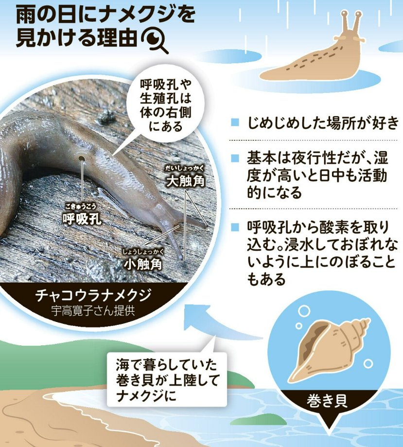 o_shiori13's tweet image. ナメクジはなぜ雨で活発? 貝の仲間で湿気好むが、水から逃げる時も:朝日新聞 asahi.com/articles/AST78…
”ナメクジは、海の中で暮らしていた巻き貝が陸にあがって進化した貝の仲間なんだ”
ナメクジって貝の仲間やったん…?!🐚