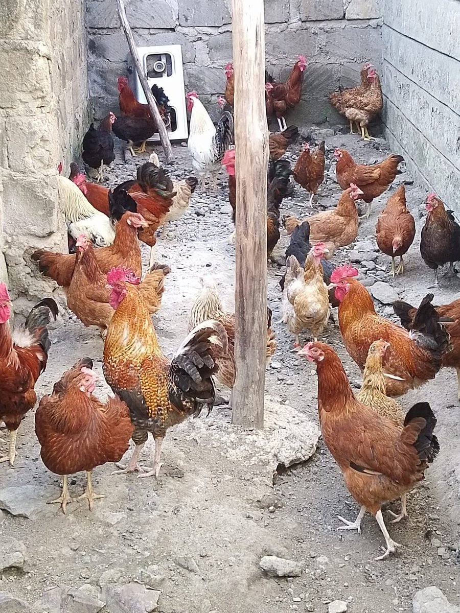 When switching your chickens' feed (brand or formula), transition gradually by mixing new feed with the current one over a few days. Sudden changes can affect birds, &amp; their age, health, &amp; immunity should be considered before introducing new feed.
<a href="/Emmanuel_Saf/">Emmanuel SAFARI🇷🇼</a>
#PoultryFarming