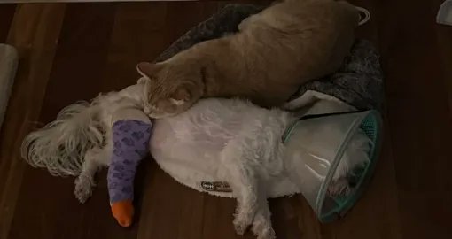 SuadaSaraj's tweet image. Mačak se ne odvaja od psa koji je slomio nogu ❤️

Kada bi ljudi bilu humani kao što su životinje 😍