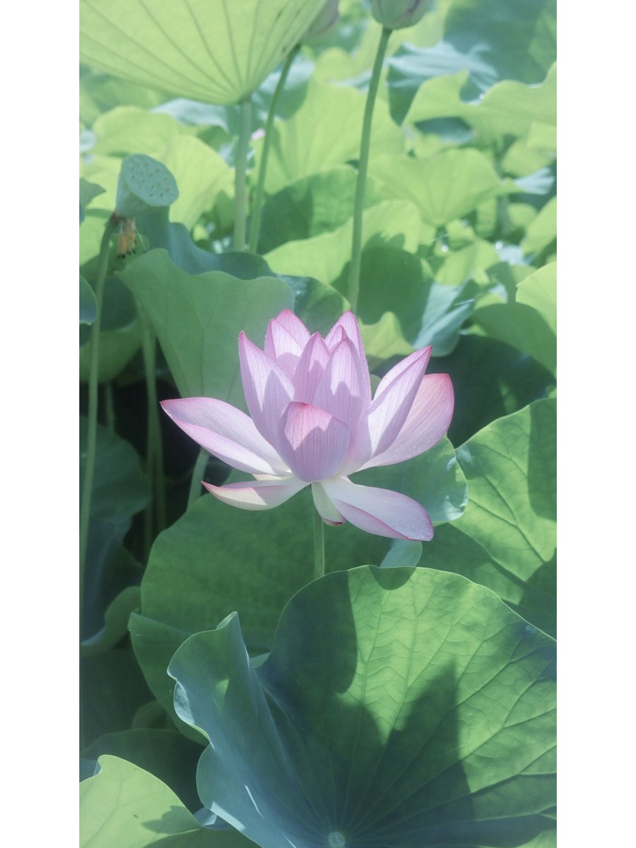 atmarkaoi's tweet image. 花言葉は「救ってください」