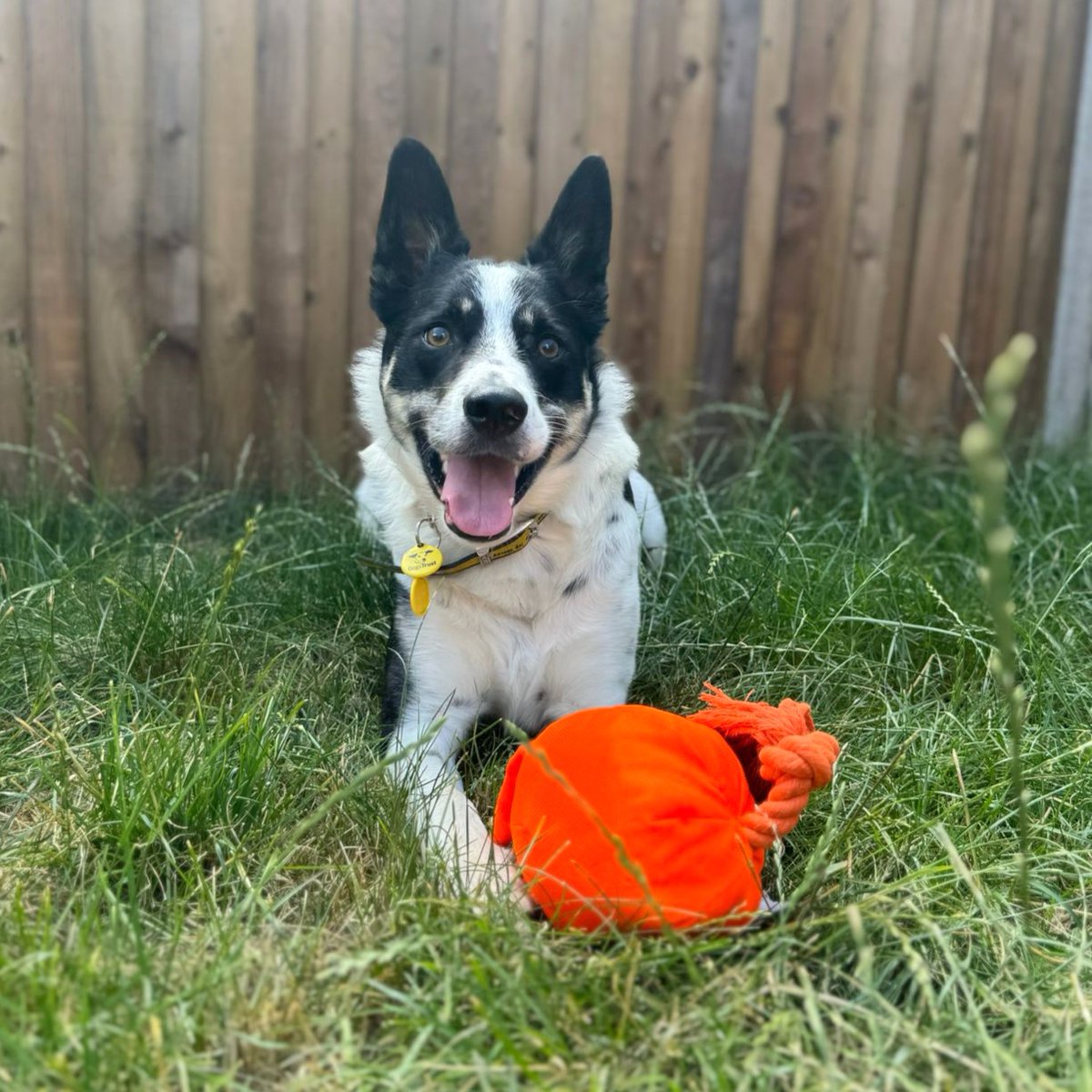 💛 Troy 💛
The happy, cheeky smile of Troy, who was a super brave boy for taking a car journey to the home of our Assistant Training and Behaviour Advisor, Amy! 🥰 Troy finds travelling the car worrying, so this was a big achievement for him! 🌟