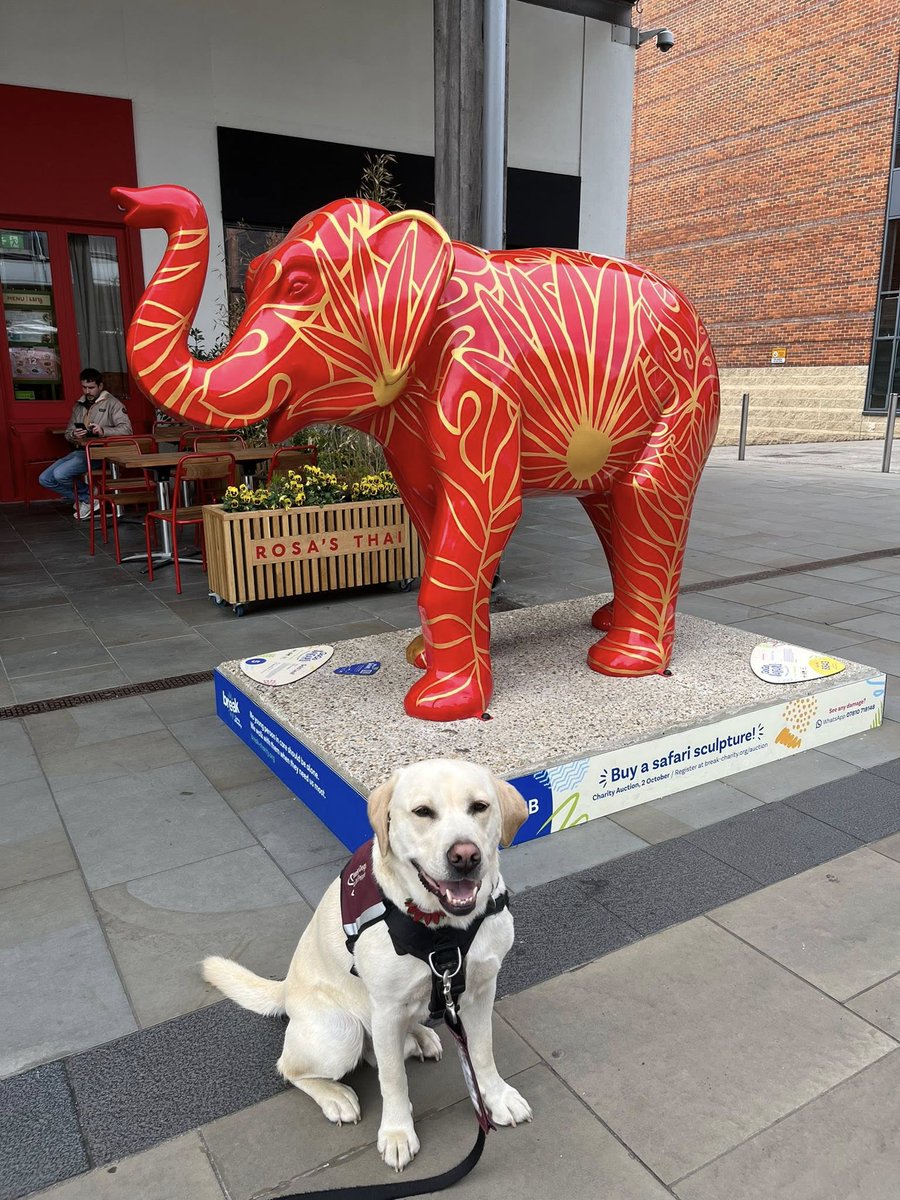 Let's talk about the elephant in the room...

Buddy isn't fazed by any of the unusual objects he encounters when he's out and about in public with his deaf partner, Aaron.

Great job Buddy 🐶🐾
