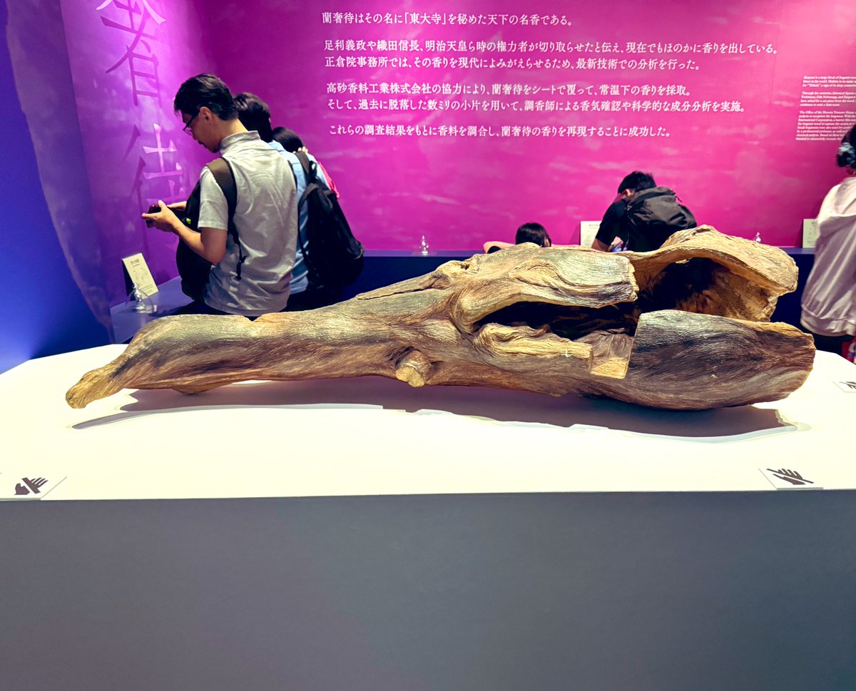Myb_Nkbysh's tweet image. 蘭奢待の匂い(再現)を嗅ぎに大阪歴史博物館へ
私が嗅いだ沈香(Aquilaria malaccensis、マレー語Gaharu) はお線香の匂いだったけど、蘭奢待はシナモンっぽかった😳
種や保存期間が違うからかな
原産地では沈香木の盗伐や違法取引が横行しており、ボルネオでは奥地でもGaharuハンターの痕跡があった。
