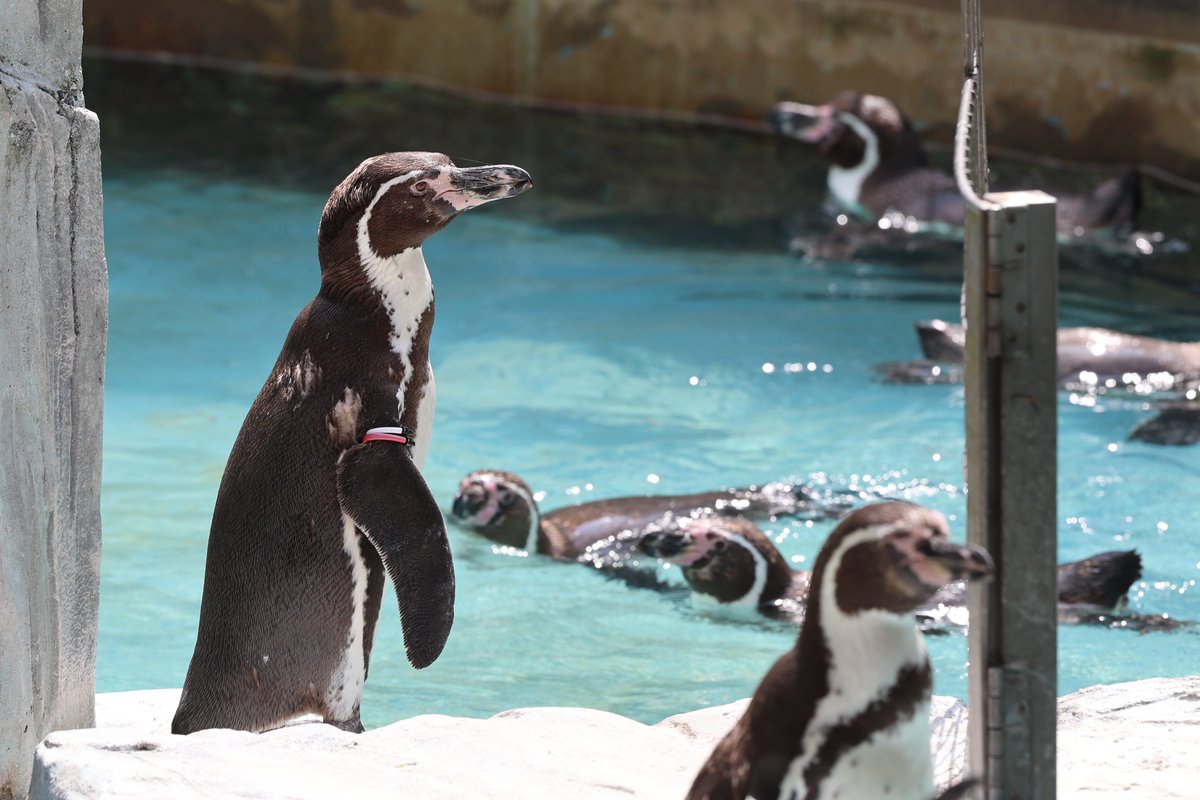 _98pen's tweet image. 高岡古城公園動物園に行ったら
ペンギンのライブカメラがあるとスタッフの方に教えていただきました
高岡ケーブルネットワークをLINE登録する必要はありますが
夜や早朝の様子も見れて面白いです！
期間限定になって欲しくないので
皆さんにも見て欲しい🥹

#高岡古城公園動物園 
#フンボルトペンギン