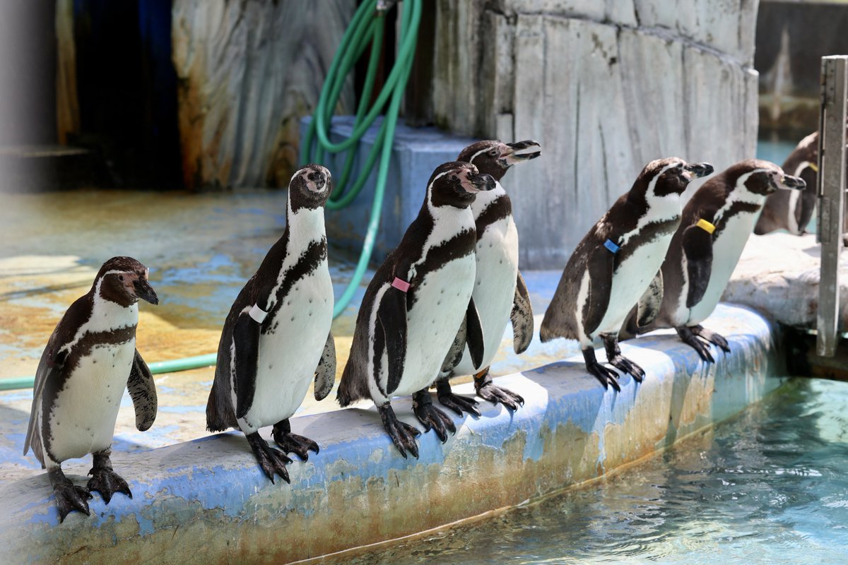 _98pen's tweet image. 高岡古城公園動物園に行ったら
ペンギンのライブカメラがあるとスタッフの方に教えていただきました
高岡ケーブルネットワークをLINE登録する必要はありますが
夜や早朝の様子も見れて面白いです！
期間限定になって欲しくないので
皆さんにも見て欲しい🥹

#高岡古城公園動物園 
#フンボルトペンギン