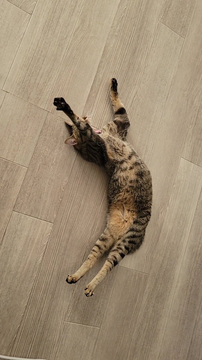 chipie0826's tweet image. たいふーこなーい！