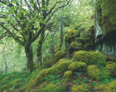 Fighting back climate deregulation 🤑🥵🥶

"<a href="/treesforlifeuk/">Trees for Life</a> believe that the ancient temperate RAINFOREST 🇬🇧 CAN BE SAVED , that there is JUST ENOUGH of this ICE AGE ecological HERITAGE left to build from – but TIME⌚ is SHORT."
⬇️ earthbound.report/2014/08/27/res…