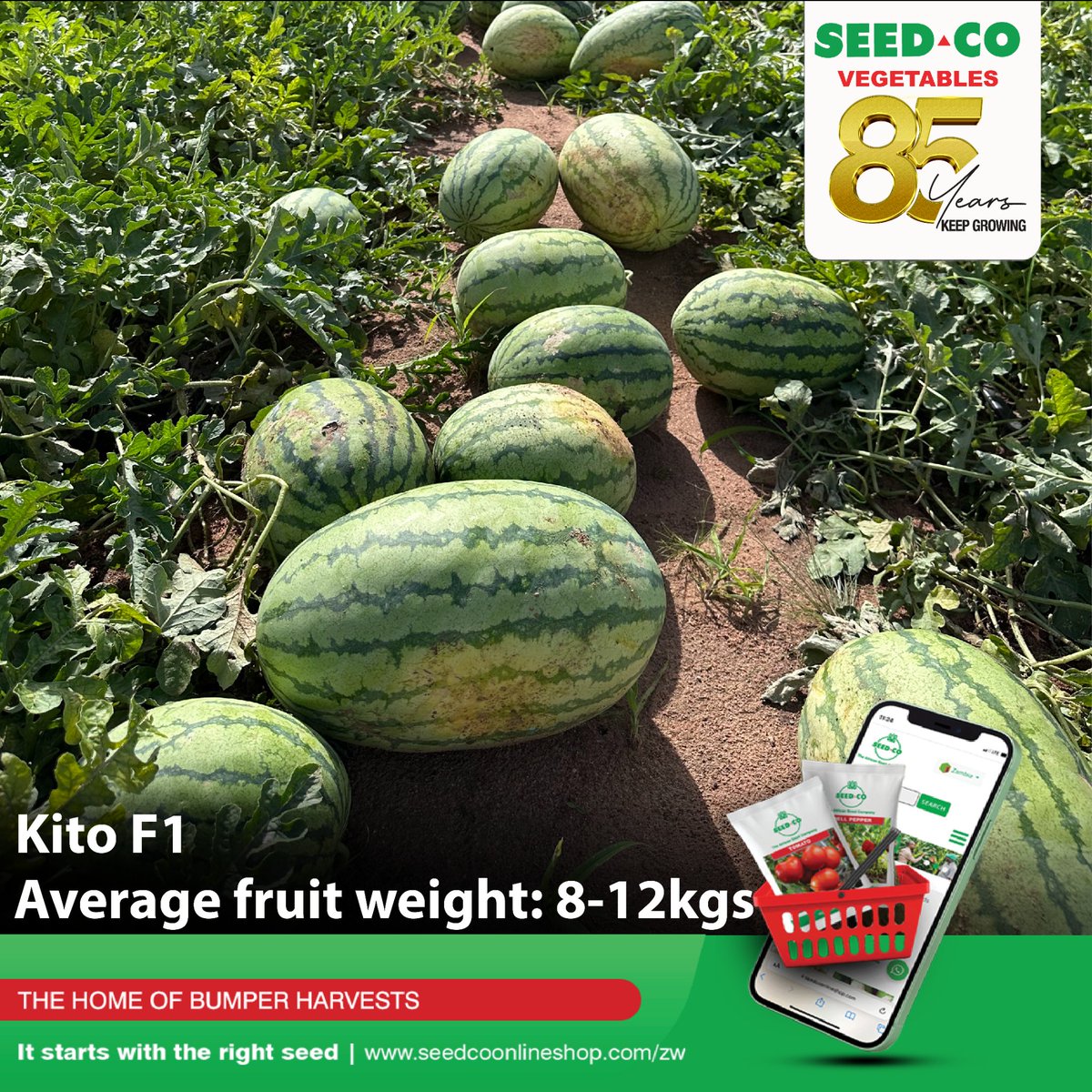 SeedCoVegZim's tweet image. The sweetest variety on the market, 𝗞𝗶𝘁𝗼 𝗙𝟭 is a high-yielding hybrid watermelon with strong vines, dark red flesh, and excellent foliage cover.

•Days to maturity: 75 -85 days
•Plant Population: 12,000 plants per HA
•Fruit: Oblong to slightly elongated

#seedcovegzim